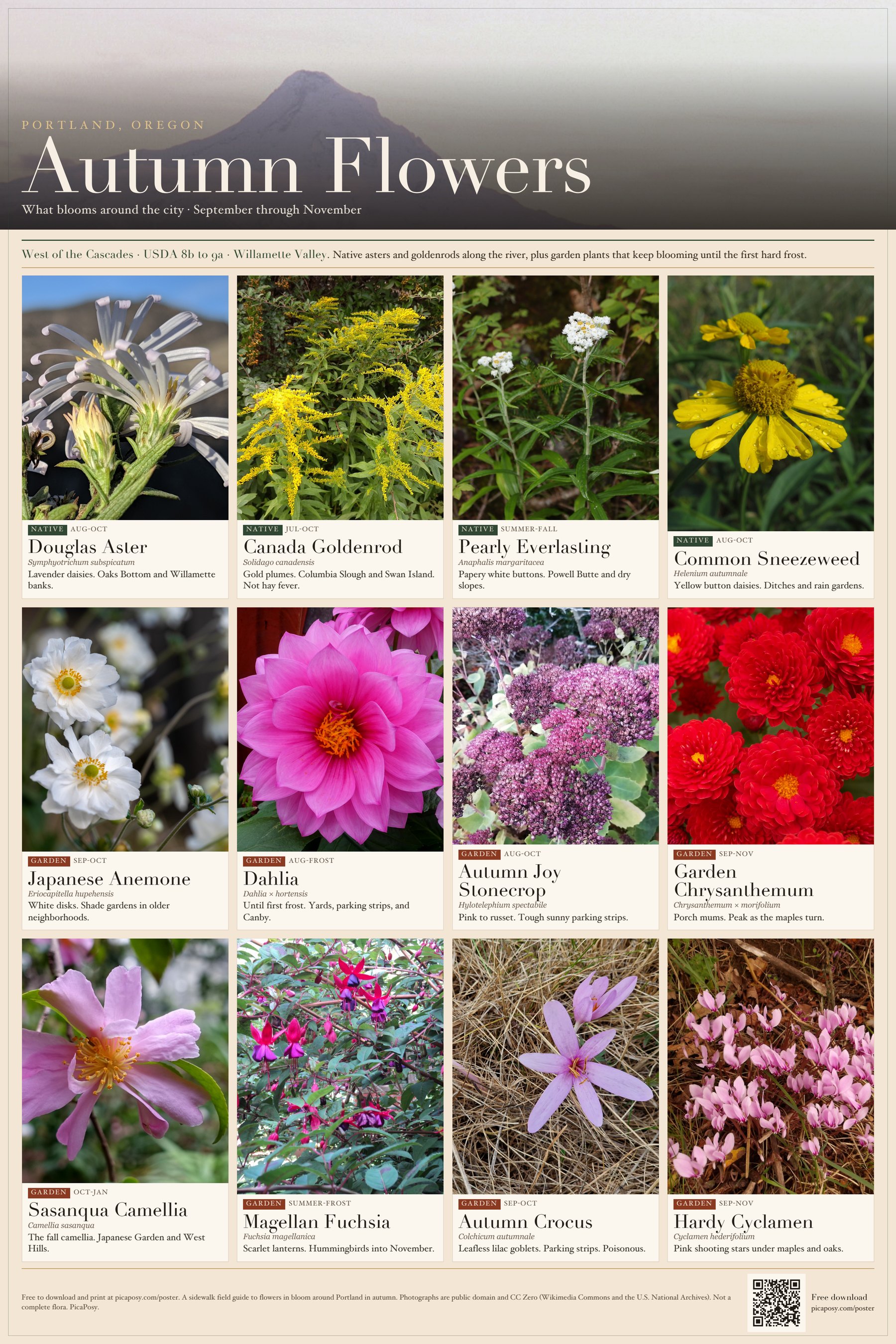 Free poster: Autumn Flowers of Portland, Oregon, with public-domain photographs of twelve plants that bloom in fall